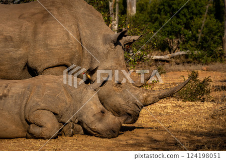 Close-up of white rhino calf dozing together 124198051