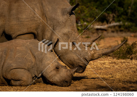 Close-up of white rhino standing by calf 124198060