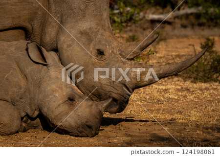 Close-up of white rhino standing near calf 124198061