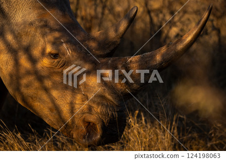 Close-up of white rhino under dappled sunlight Close-up of white rhino under dappled sunlight 124198063