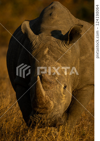 Close-up of white rhino walking toward camera 124198064