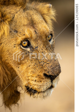 Close-up of wide-eyed male lion in shade Close-up of wide-eyed male lion in shade 124198065