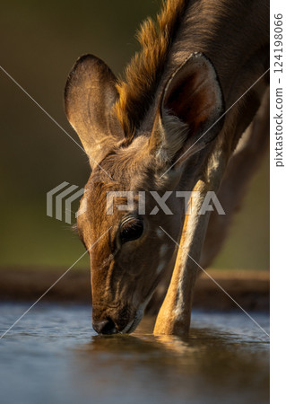 Close-up of young greater kudu drinking water 124198066