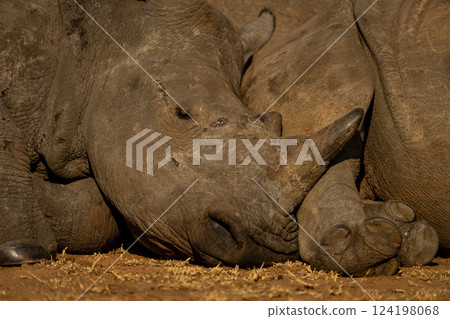 Close-up of young white rhino lying asleep Close-up of young white rhino lying asleep 124198068