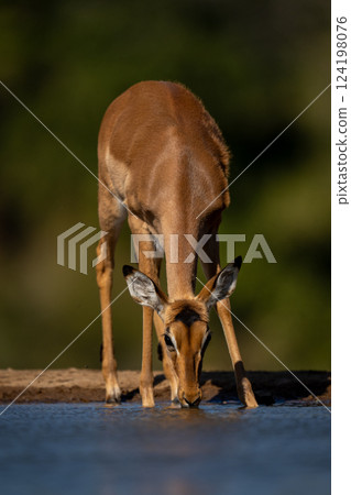 Female impala bends to drink from waterhole 124198076