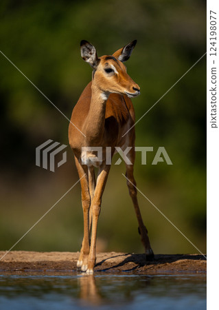 Female impala stands by waterhole with catchlight Female impala stands by waterhole with catchlight 124198077