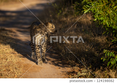 Female leopard stands on track in sunshine 124198082
