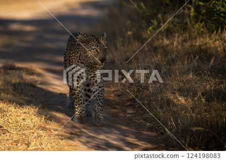 Female leopard walks along track in shade 124198083