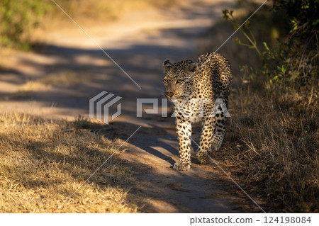 Female leopard walks along track in sunlight Female leopard walks along track in sunlight 124198084