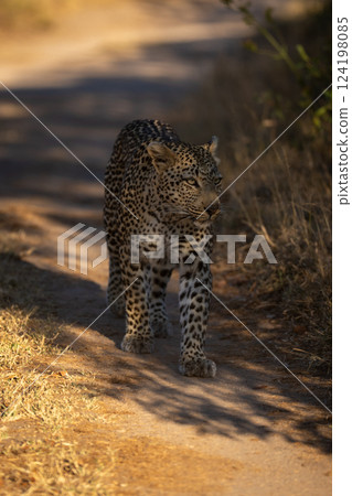 Female leopard walks down track in shade Female leopard walks down track in shade 124198085