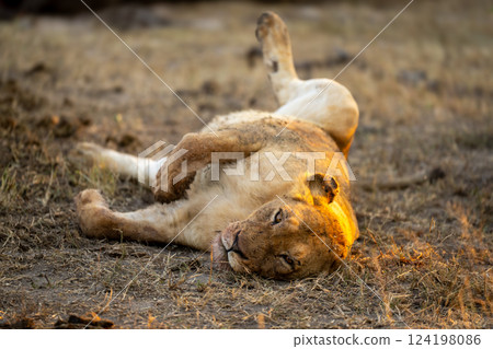 Female lion lies on back facing camera Female lion lies on back facing camera 124198086