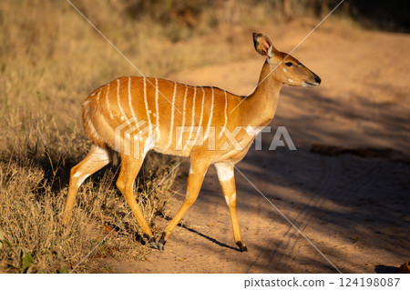 Female nyala crosses sandy track in sunshine 124198087