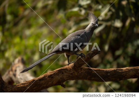 Grey go-away-bird walks up branch in sunshine 124198094