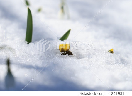 雪中綻放的春之使者——側福花——長野縣駒根市 雪中綻放的春之使者——側福花——長野縣駒根市 124198131