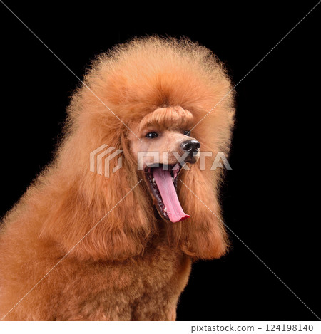 Red poodle yawning Red poodle yawning 124198140