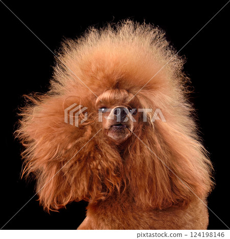 Poodle like a rock star 124198146
