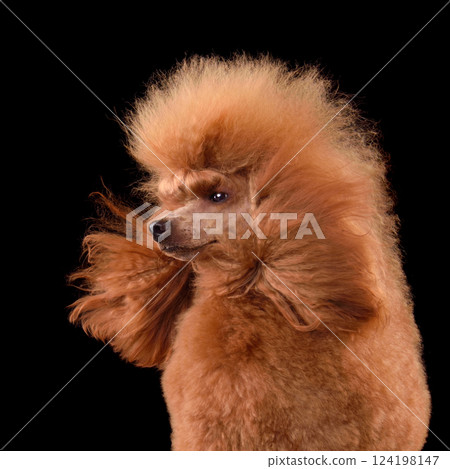 Close-up portrait of beautiful apricot poodle 124198147
