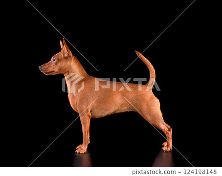Studio shot of Miniature Pinscher Studio shot of Miniature Pinscher 124198148