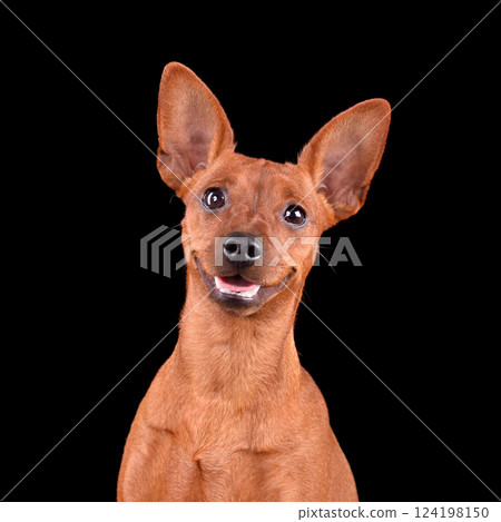 Portrait of smiling dog 124198150