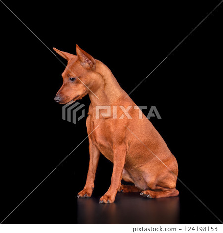 Studio shot of Miniature Pinscher 124198153