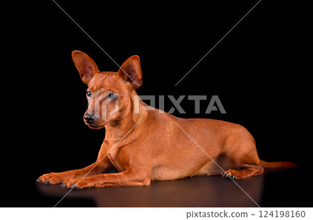 Studio shot of Miniature Pinscher Studio shot of Miniature Pinscher 124198160