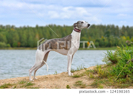 Beautiful English Whippet dog 124198165