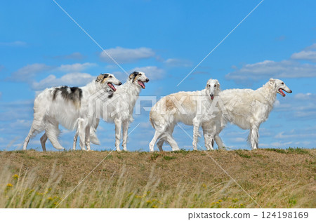 Group of beautiful russian borzoi dogs Group of beautiful russian borzoi dogs 124198169