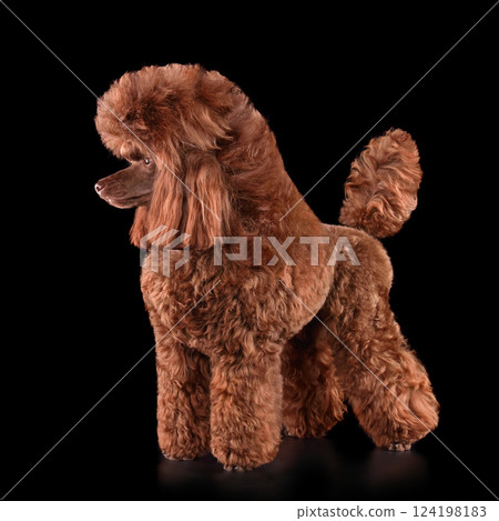 Bright chocolate toy poodle Bright chocolate toy poodle 124198183