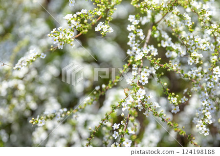 繡線菊 花 小花 白花 春天的花朵 繡線菊 花 小花 白花 春天的花朵 124198188