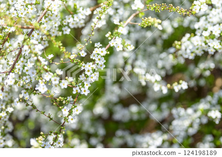 繡線菊 花 小花 白花 春天的花朵 繡線菊 花 小花 白花 春天的花朵 124198189