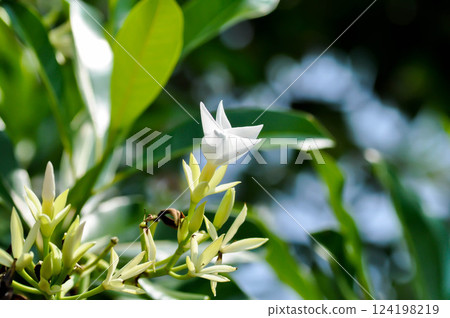 Cerbera Odollam Gaertn or Apocynaceae  or Cerbera odollam Gaertn or Grey milkwood or Pong pong tree or Sea mango or Suicide tree with white flower 124198219