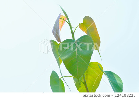 Ficus religiosa , Ficus religiosa Linn or Moraceaeand sky 124198223