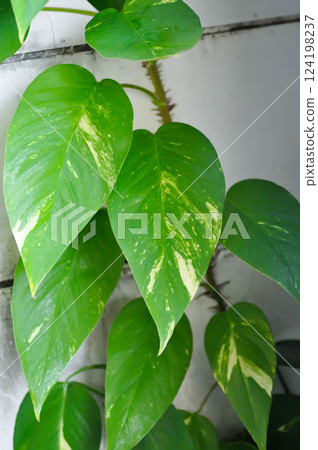 Epipremnum, Epipremnum Pinnatum Variegata or Epipremnum pinnatum variegated albo 124198237