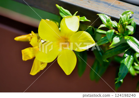Allamanda cathartica L , Golden trumpet or Allamanda or APOCYNACEAE Allamanda cathartica L , Golden trumpet or Allamanda or APOCYNACEAE 124198240