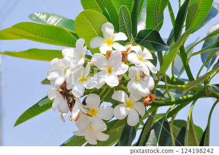 frangipani, frangipani flower or pagoda tree or temple tree with fowers frangipani, frangipani flower or pagoda tree or temple tree with fowers 124198242