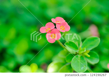 Christ Thorn , Euphorbia milii or Crown of thorns or pink flower 124198267