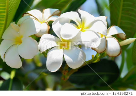 frangipani, frangipani flower or pagoda tree 124198271