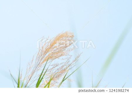 grass or Pampas Grass , Agrostis gigantea or Panicum virgatum or Sorghastrum setosum or Switchgrass or Wand Panic Grass and sky grass or Pampas Grass , Agrostis gigantea or Panicum virgatum or Sorghastrum setosum or Switchgrass or Wand Panic Grass and sky 124198274