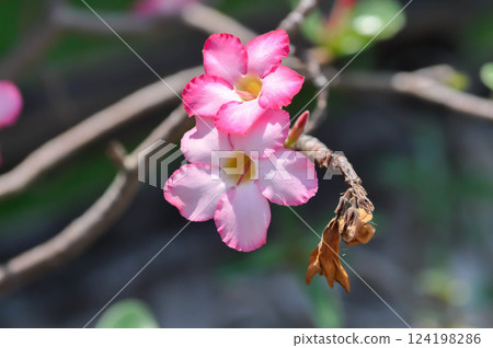 Adenium obesum ,  Desert rose or Mock Azalea or Pink bignonia or Impala lily or APOCYNACEAE 124198286