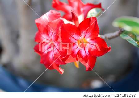 Adenium obesum , Desert rose or Mock Azalea or Pink bignonia or Impala lily or APOCYNACEAE or red flower Adenium obesum , Desert rose or Mock Azalea or Pink bignonia or Impala lily or APOCYNACEAE or red flower 124198288