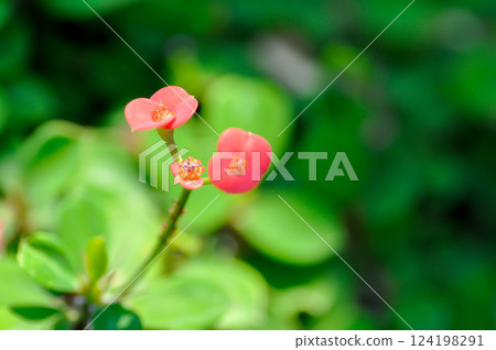 Christ Thorn , Euphorbia milii or Crown of thorns or pink flower 124198291