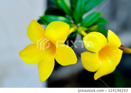 Allamanda cathartica L , Golden trumpet or Allamanda or APOCYNACEAE 124198293