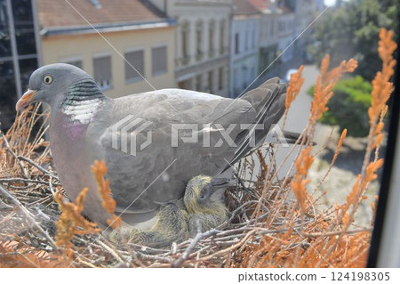 A dove warms the little baby pigeons. The concept of pigeon life in the town A dove warms the little baby pigeons. The concept of pigeon life in the town 124198305