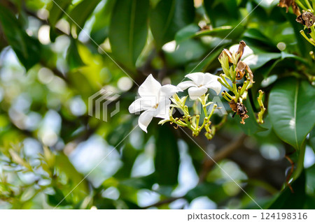 Cerbera Odollam Gaertn or Apocynaceae or pong pong and flowers 124198316