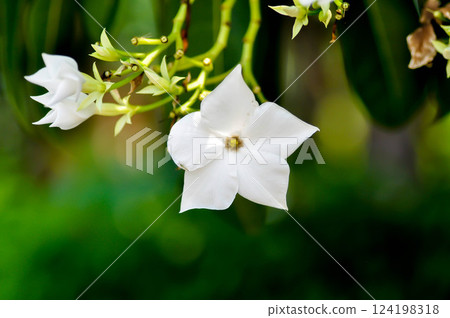 Cerbera Odollam Gaertn or Apocynaceae or pong pong and flowers Cerbera Odollam Gaertn or Apocynaceae or pong pong and flowers 124198318