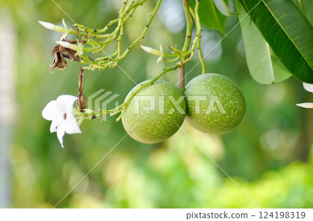 Cerbera Odollam Gaertn or Apocynaceae or pong pong and flowers and seed 124198319