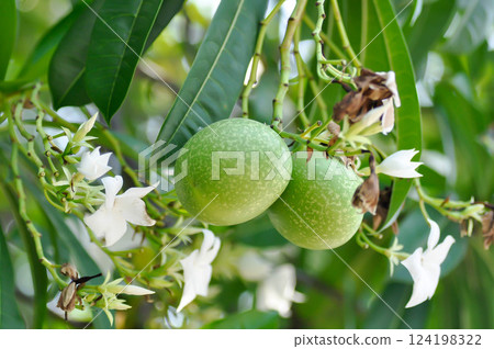 Cerbera Odollam Gaertn or Apocynaceae or pong pong and flowers and seed 124198322