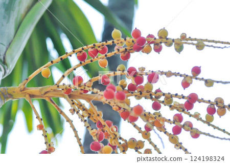 Areca palm or seed of Areca catechu L or ARECACEAE or seed of Areca palm and sky Areca palm or seed of Areca catechu L or ARECACEAE or seed of Areca palm and sky 124198324