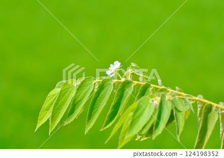 Calabura, Jam tree or Jamaican cherry or Malayan Cherry or Muntingia calabura L or MUNTINGIACEAE or West Indian Cherry plant with flower and seed 124198352