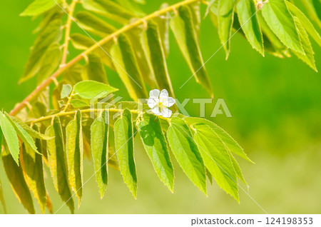 Calabura, Jam tree or Jamaican cherry or Malayan Cherry or Muntingia calabura L or MUNTINGIACEAE or West Indian Cherry plant with flower and seed 124198353